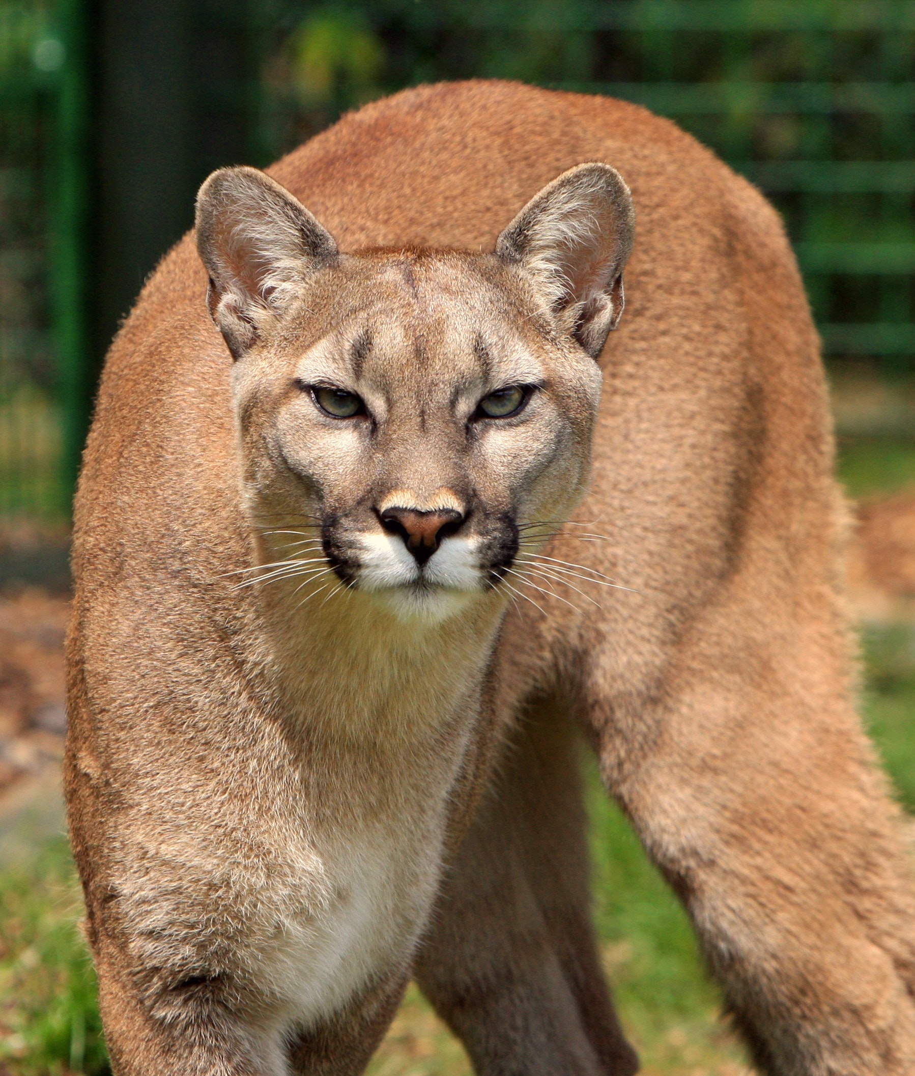 mountain lion
